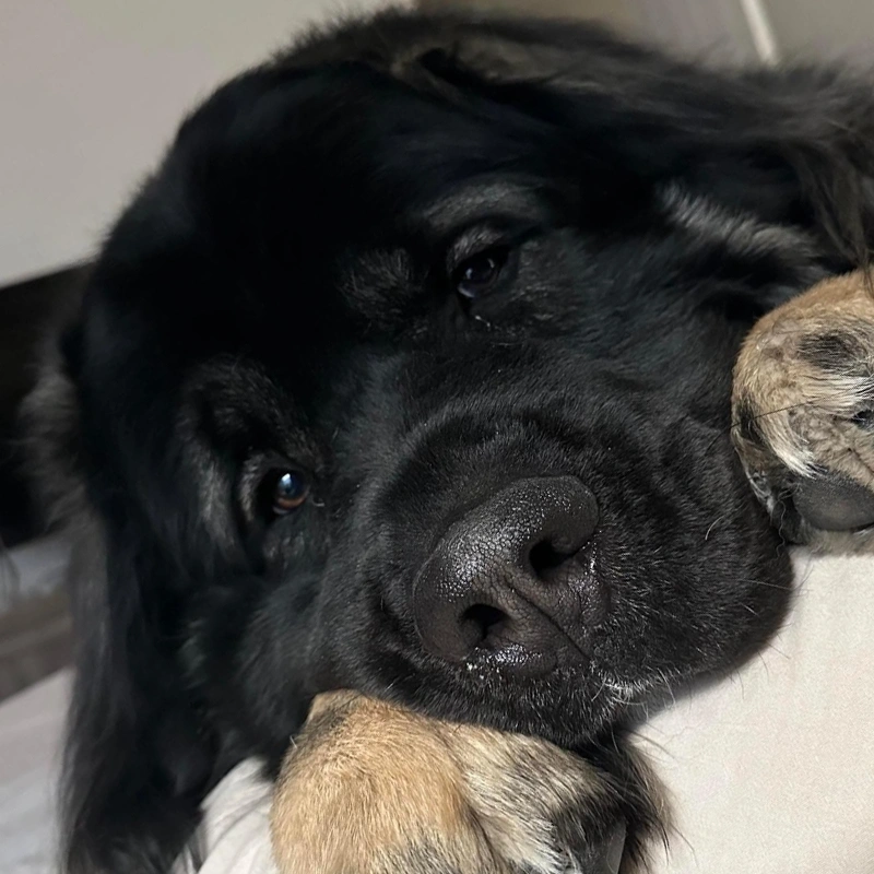 Black colored dog sitting on the bed