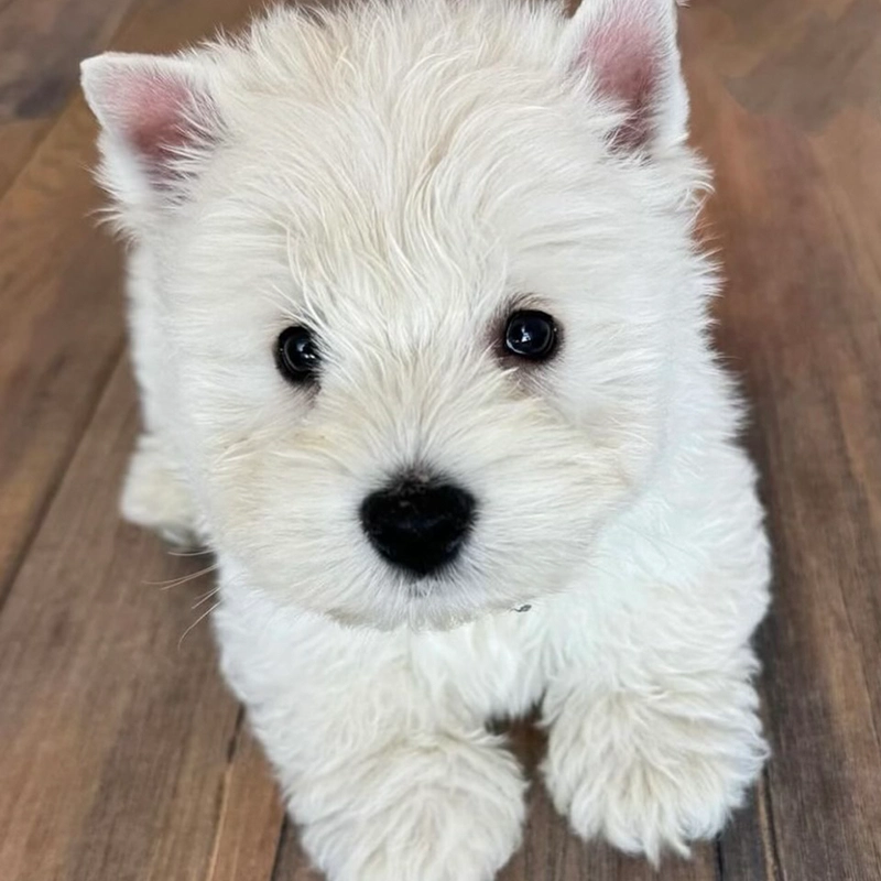 White-colored dog sitting on the floor