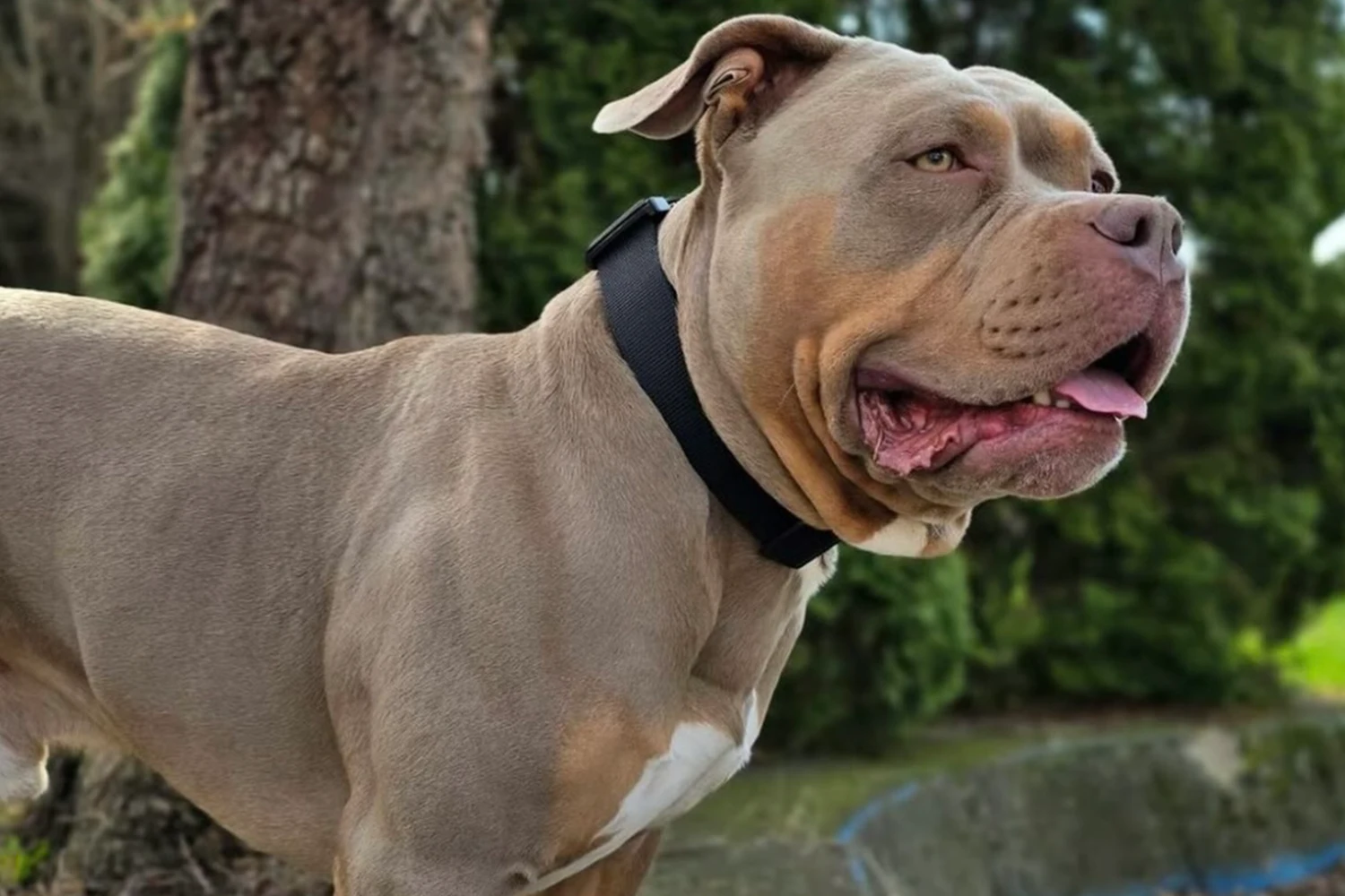 A strong brown pitbull dog with a black collar standing outdoors with trees in the background