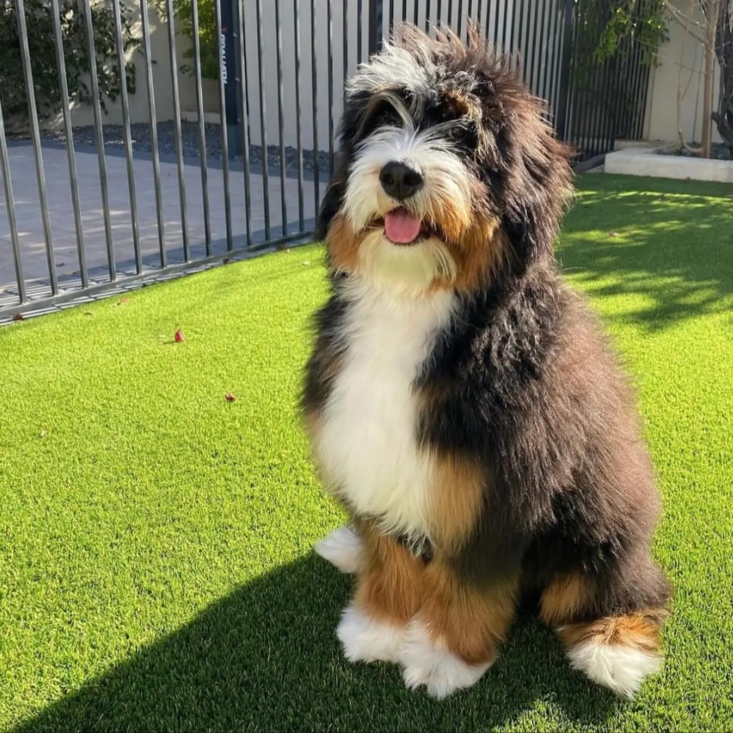 A fluffy black, white, and brown dog with a cheerful expression, sitting on green artificial grass near a metal fence